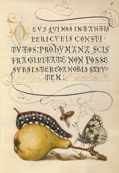 Fly, Caterpillar, Pear, and Centipede by Joris Hoefnagel